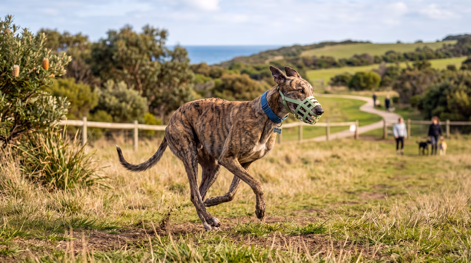 Greyhound running off leash on a fenced grass field